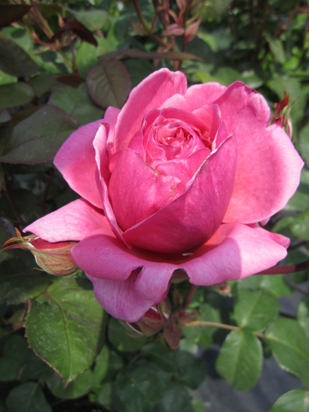 Rosa Elbflorenz
